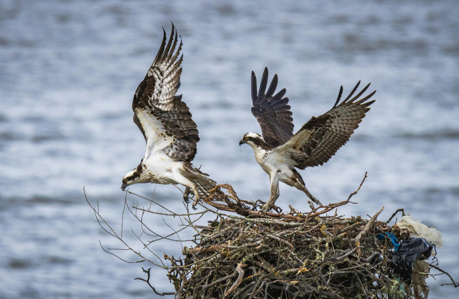 Glaslyn Ospreys